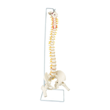 Life Size Flexible Vertebral Spine Pelvis & Femur Skeleton Model Anatomy Model